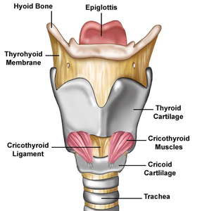 The Larynx